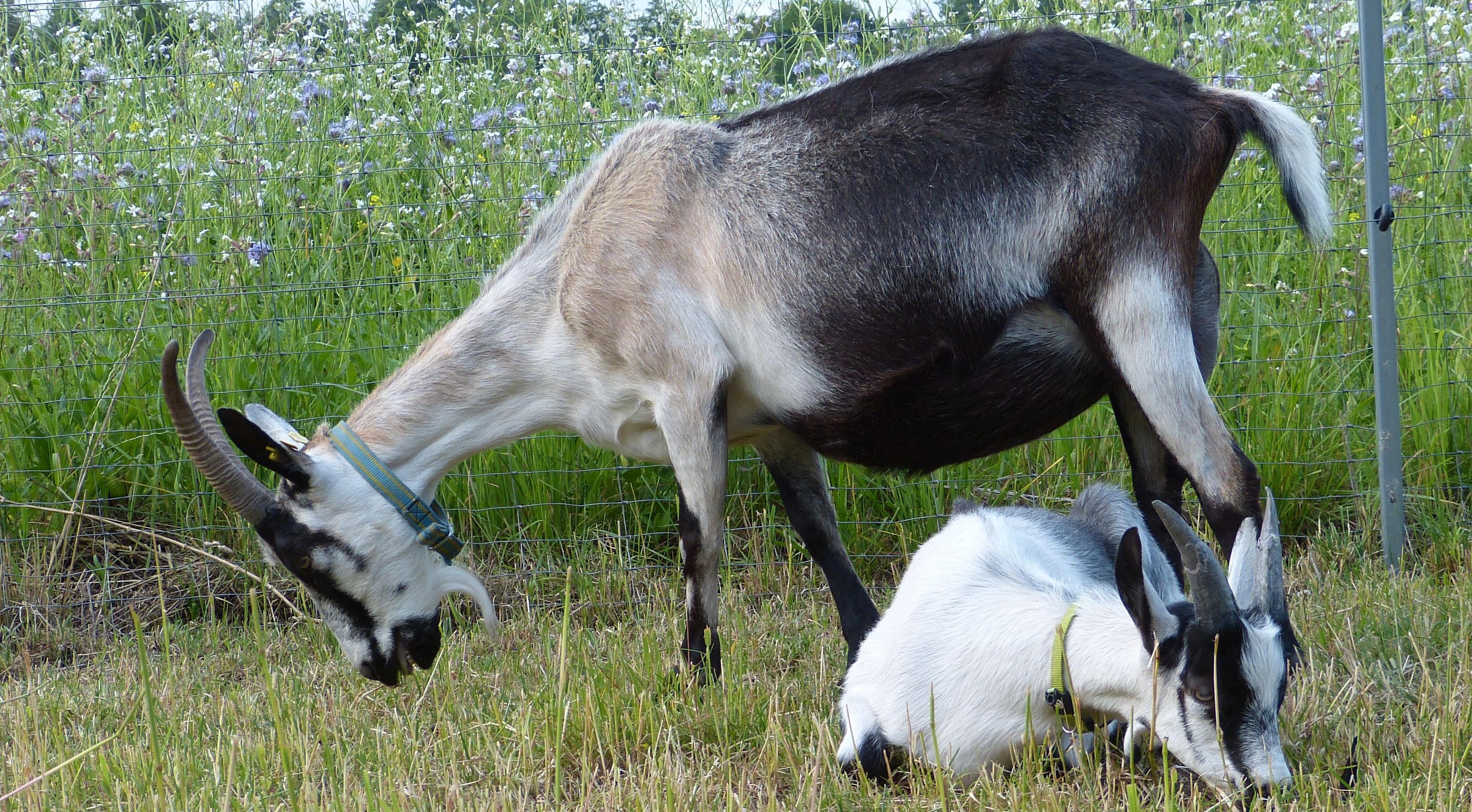 Castor mit Mutter Ramira